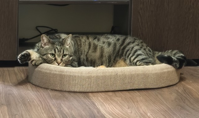 Котское.