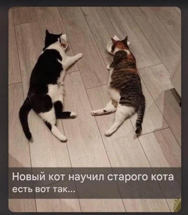 К котовторнику: подборка картинок-баянов с котиками и про котиков. Выпуск 42.