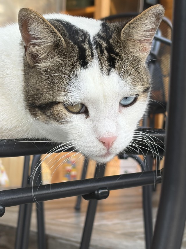 Уличные котики