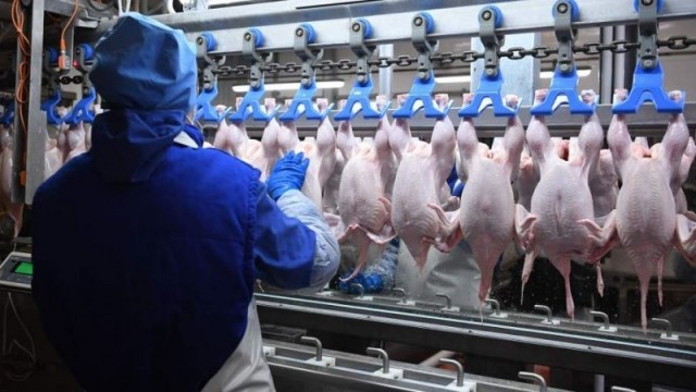 В России подорожает курица и другое мясо птицы — производители предупреждают о кризисе в отрасли