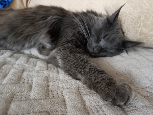 Котовторник#