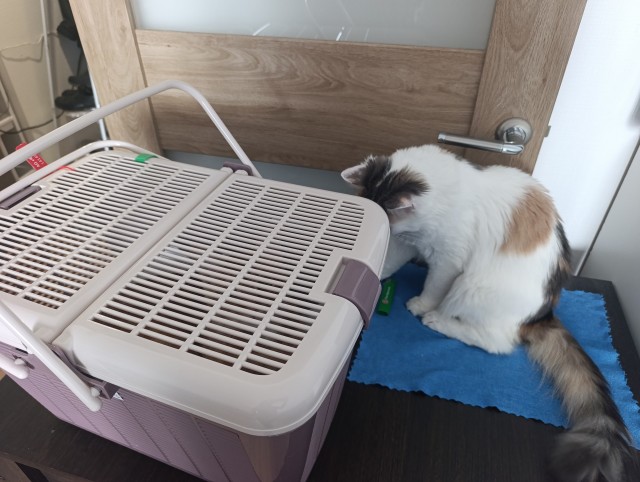 Пристраиваю котэ