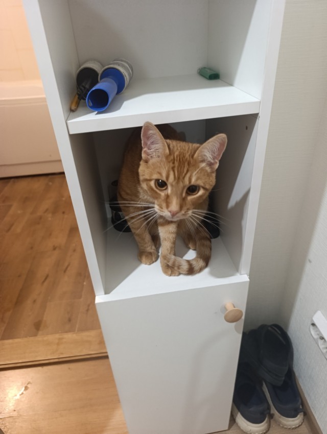 Пристраиваю котэ