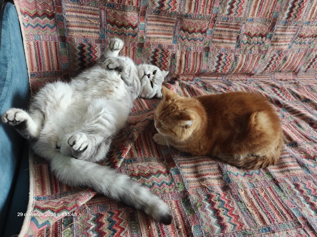 К-котовторник