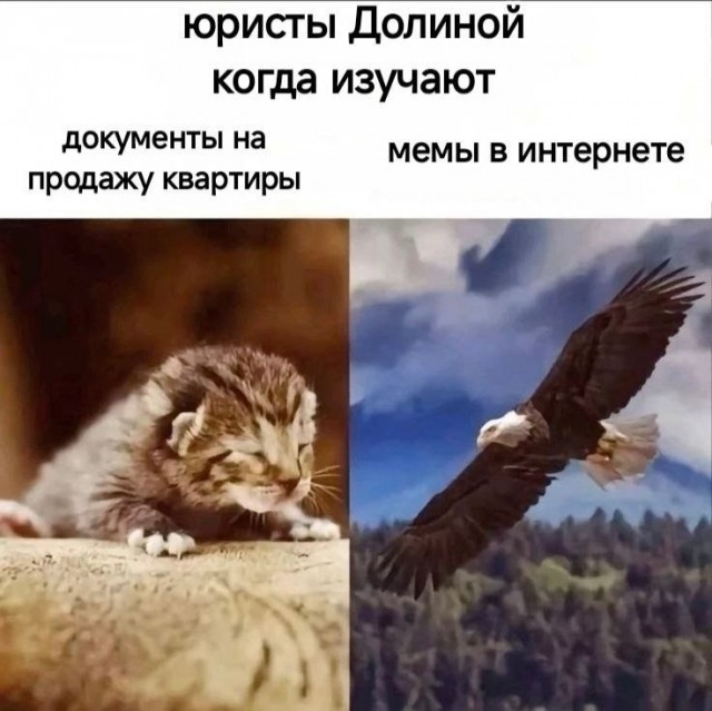 Юристы Долиной изучают мемы про неё