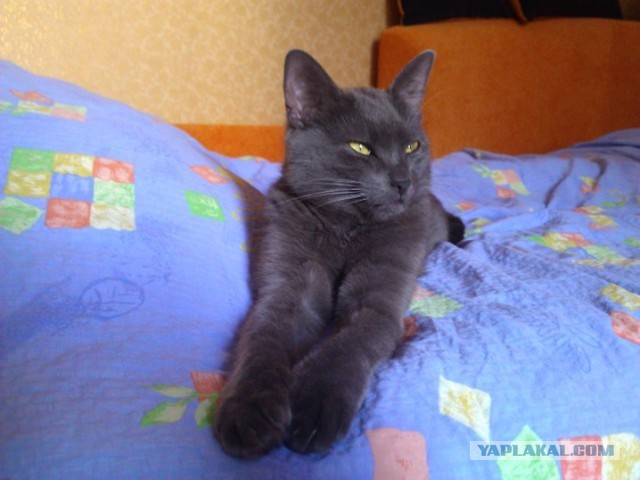 Коты и время