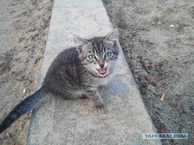 Котовторник 17.09.2013