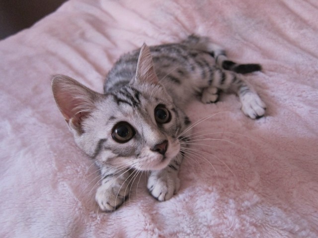 Невыразительные коты