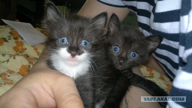 Новая жизнь