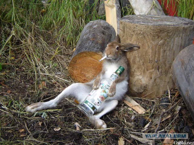 Пьяный заяц и злой мужик