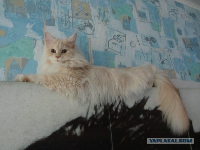 Котовторник 7.10.2014