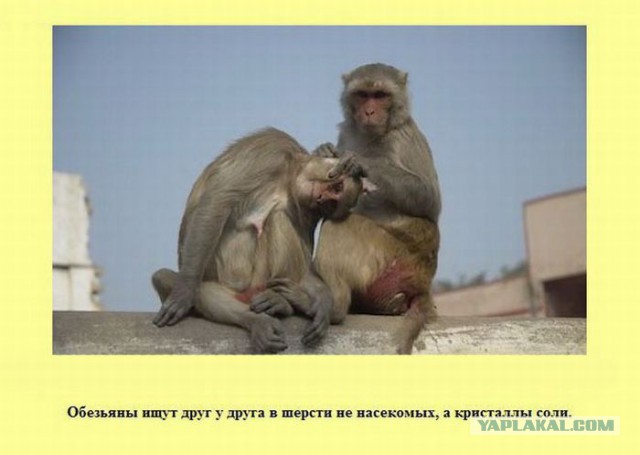 20 фактов обо всем