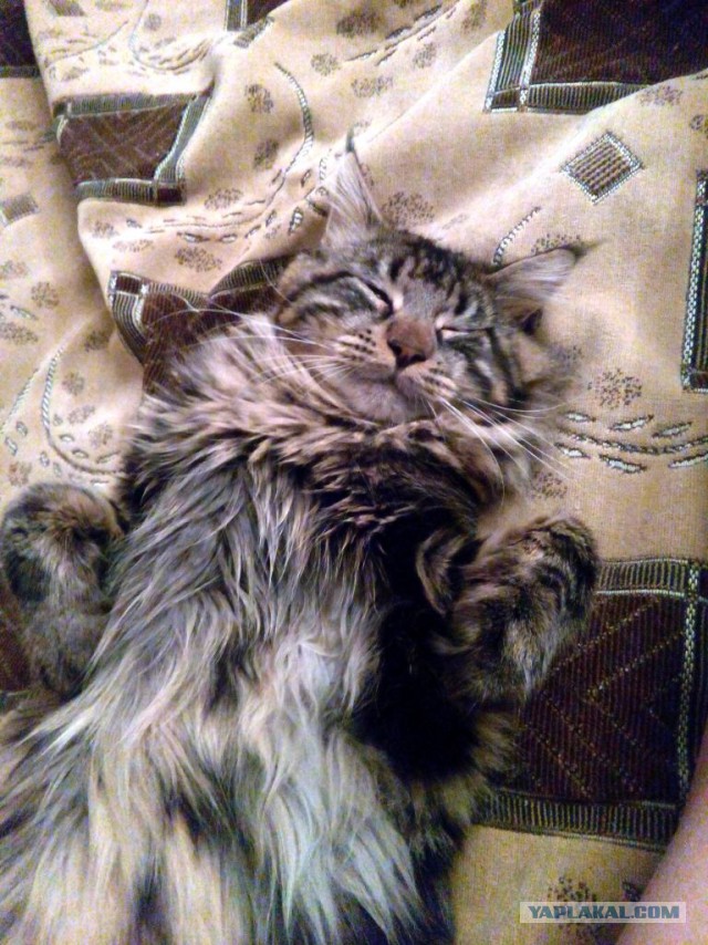 Котовторник 18.08.2015