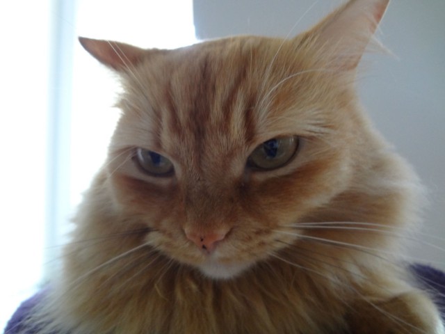 Котовторник 29-09-2015,