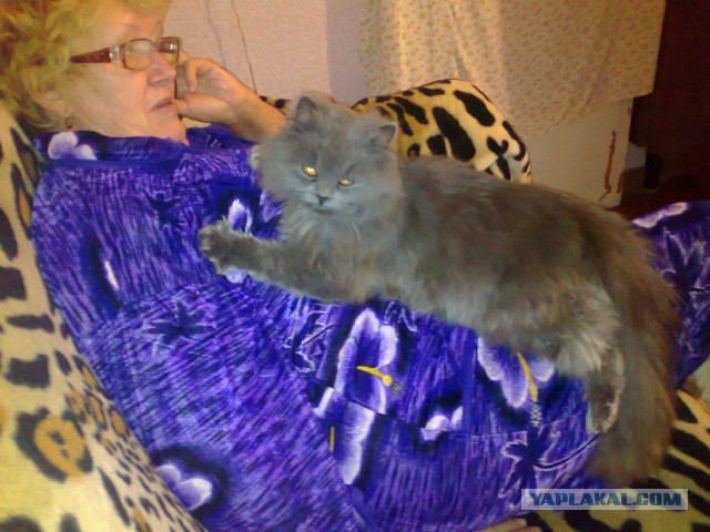 Что делать с котом