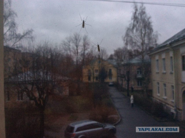 Кабы не было зимы в городах и селах