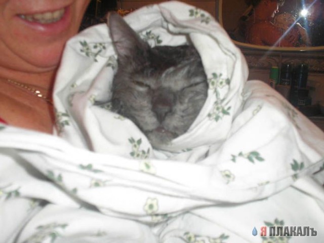 Коты, кошки, котята