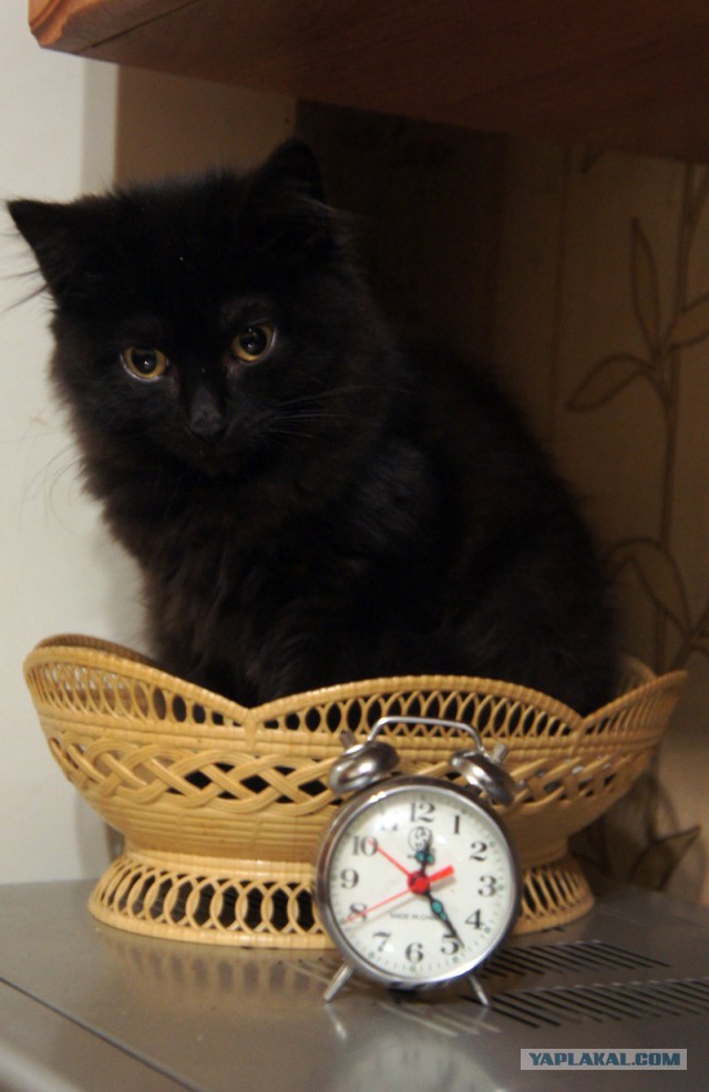 Котовторник 15.03