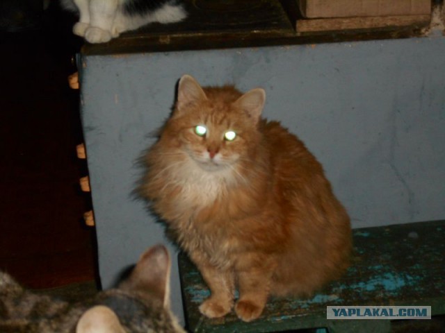 Жизнь домашнего приюта для котеек 106