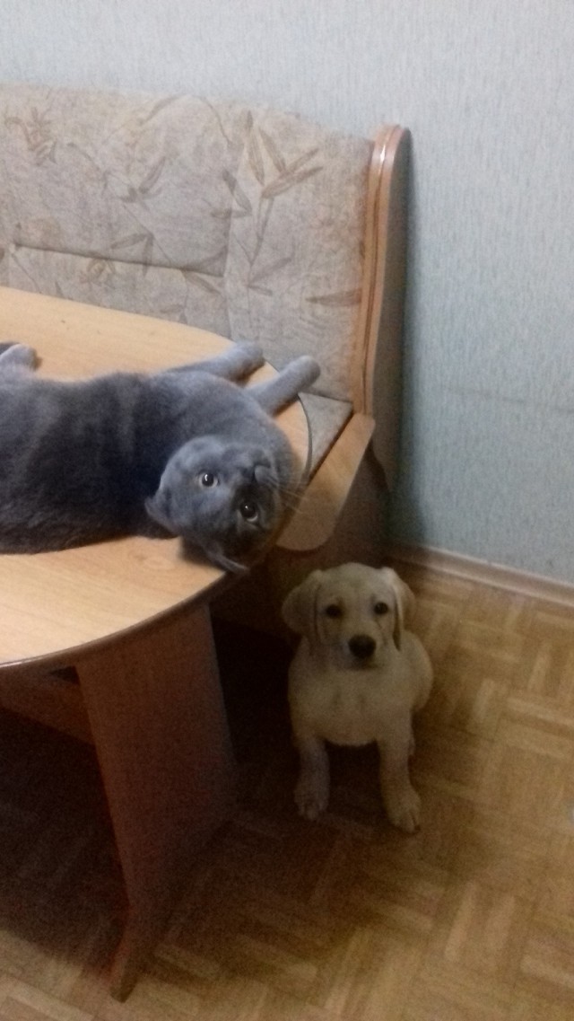 Стыдоба-то какая...