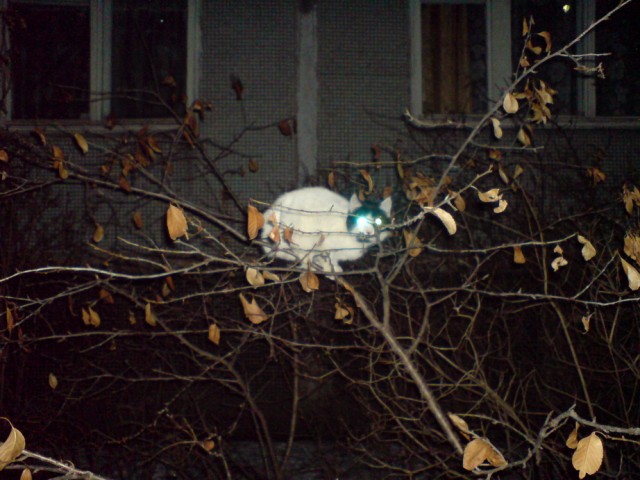 Котомет на вторник (18.12.2007)