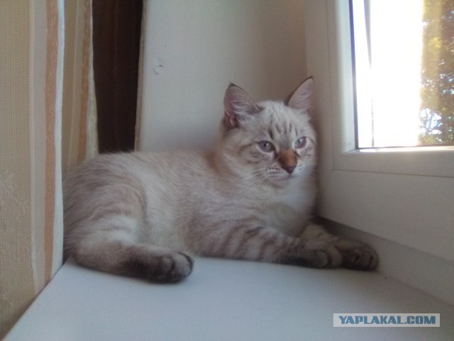 Котовторник 30.08.2016