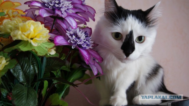 Удивленный Сэм - новый кошачий мем