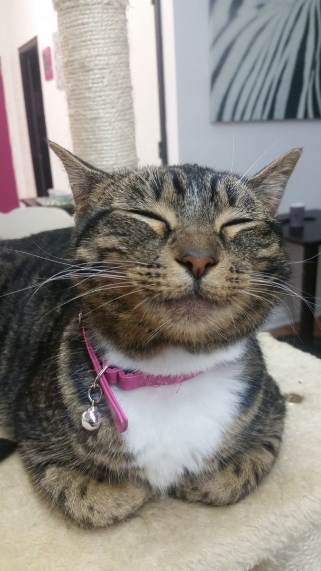 Коты из сети