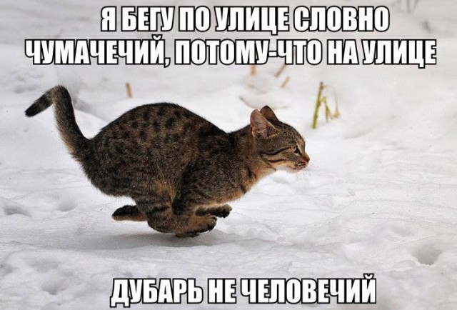 Коты из сети