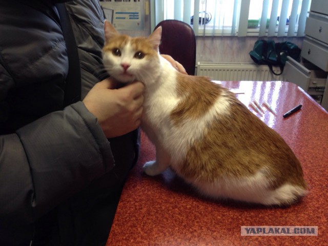 Котовторник 07.02.2017