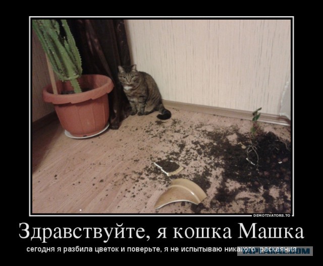 Как пристыдить кошку, если она оборзела