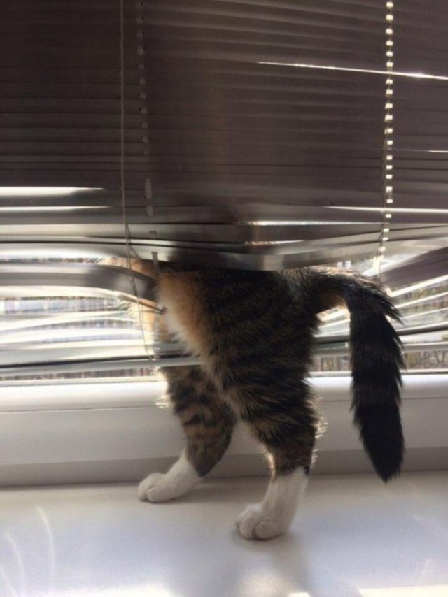 Коты и Кошки
