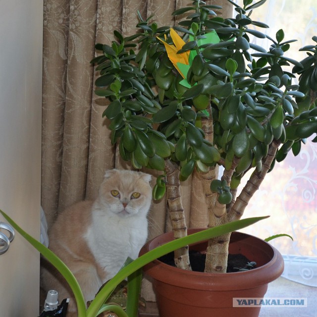 Котовторник 31.10.2017