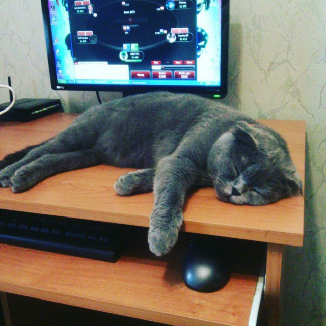 Котовторник 07.11.2017