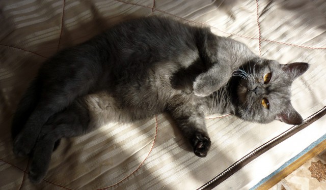 Котовторник