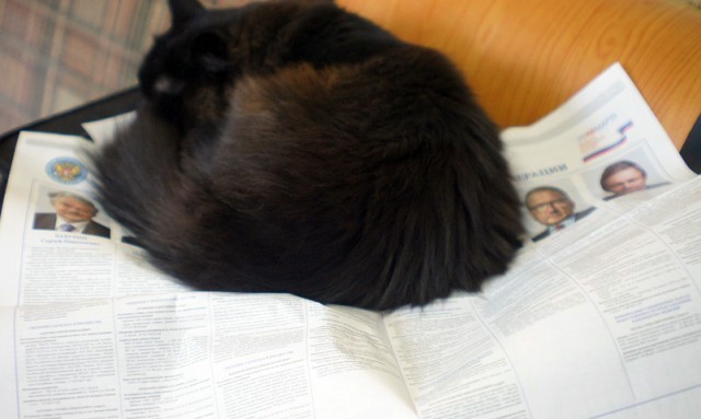 Котовторник 13.03.2018