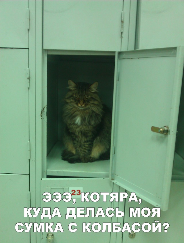 Кот без прикрас