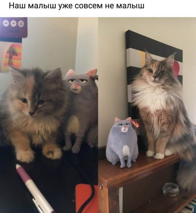 Кот без прикрас