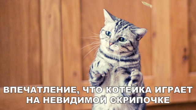 Кот без прикрас