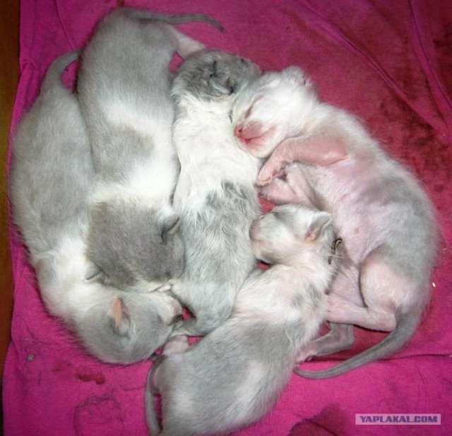 КОТовторник 13.04.2010г.