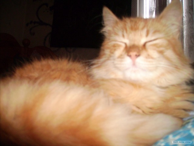 Котовторник?