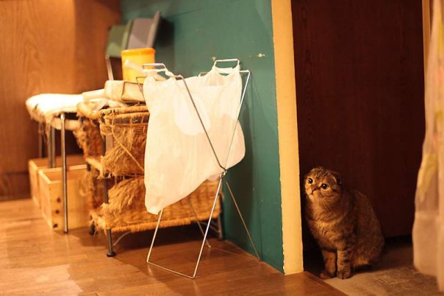 Кошачье кафе в Осаке