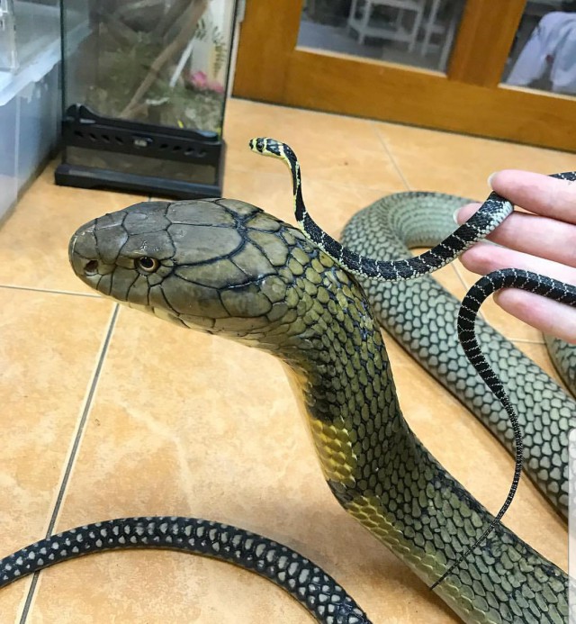 Живность из сети