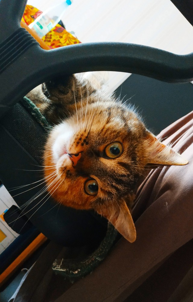 Кошачье любопытство
