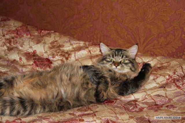 Котовторник 22.11.11