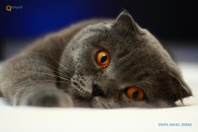 Котовторник (24. 01. 2012 )