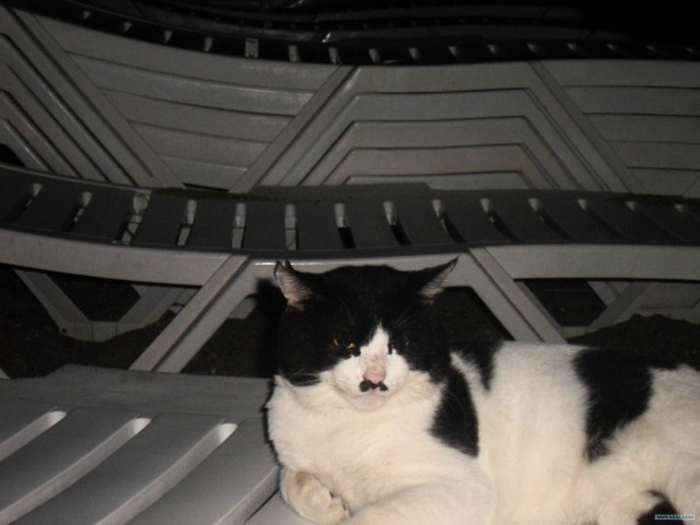 КОТОВТОРНИК (6.03.2012)