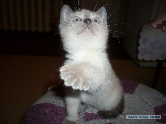 Девочка и ее кот