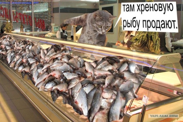 Котовторник 22.05.2012