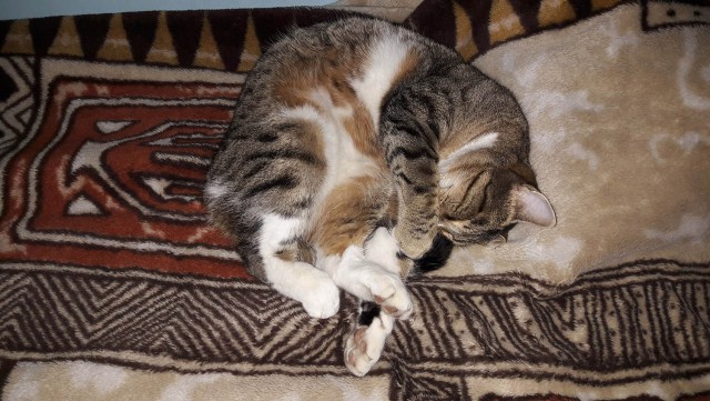 Зимние коты